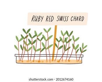 Microgreens growing in container with plant label tag. Micro greens in pot. Green sprouts of ruby red swiss chard. Flat vector illustration of fresh herbs and seedlings isolated on white background