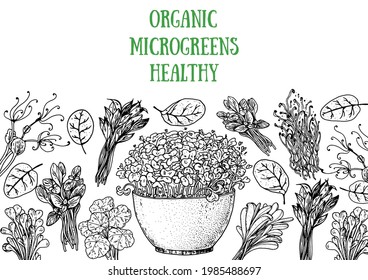 Microgreens hand drawn vector illustration. Organic healthy food. Microgreens sprouts. Good nutrition. Various micro greens. Hand drawn design. Healthy lifestyle. Design for packaging and more. Sketch