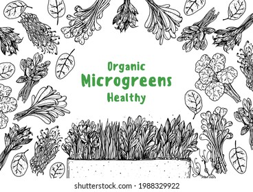 Microgreens handgezeichnete Vektorgrafik. Sketch-Stil. Bio gesunde Lebensmittel. Microgreens Sprossen. Gute Ernährung. Design für Verpackung und mehr.