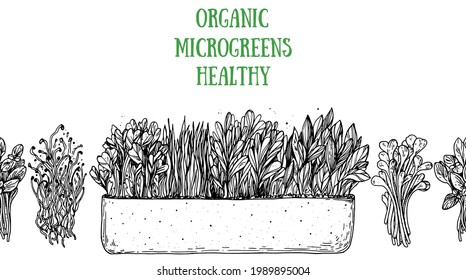 Ilustración vectorial dibujada a mano por microverdes. Estilo de esbozo. Alimentos orgánicos saludables. Los microvegetales brotan. Buena nutrición. Diseño para embalaje y más.