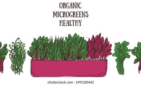 Microgreens hand drawn vector illustration. Organic healthy food. Microgreens sprouts. Good nutrition. Design for packaging and more.