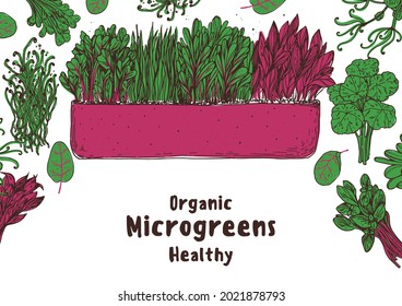Microgreens hand drawn vector illustration. Organic healthy food. Good nutrition. Various micro greens. Hand drawn design. Healthy lifestyle. Design for packaging and more.