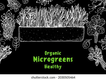 Microgreens handgezeichnete Vektorgrafik. Sketch-Stil. Bio gesunde Lebensmittel. Microgreens Sprossen. Gute Ernährung. Design für Verpackung und mehr.