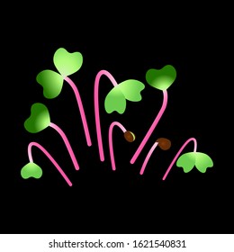 Microgreens Hong Vit Radish. Bunch of plants. Black background