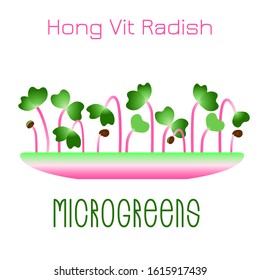 Microgreens Hong Vit Radish. Sprouts in a bowl. Sprouting seeds of a plant. Vitamin supplement, vegan food.