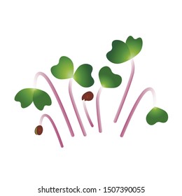 Microgreens Kale. Bunch of plants. Vitamin supplement, vegan food