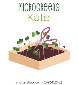 Microgreens Kale. Grow microgreen in a box with soil. Cutting the harvest with scissors. Vitamin supplement, vegan food