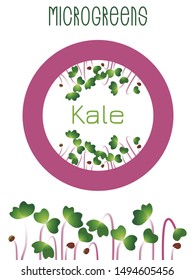 Microgreens Kale. Seed packaging design, round element in the center. Sprouting seeds of a plant. Vitamin supplement, vegan food