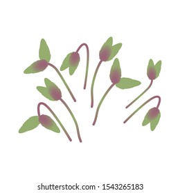 Microgreens Magenta Spreen. Bunch of plants. White background
