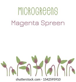 Microgreens Magenta Spreen. Seed packaging design. Sprouting seeds of a plant