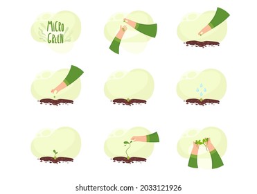 Microvegetales. Germinación microverde. Cómo cultivar microverde, ilustrado.