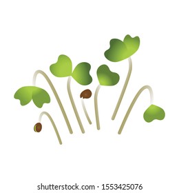 Microgreens Mustard. Bunch of plants. White background
