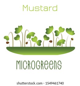 Microgreens Mustard. Sprouts in a bowl. Sprouting seeds of a plant. Vitamin supplement, vegan food.