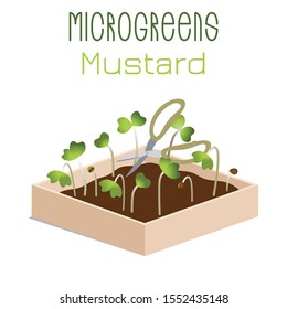 Microgreens Mustard. Sprouts in a bowl. Sprouting seeds of a plant. Vitamin supplement, vegan food.
