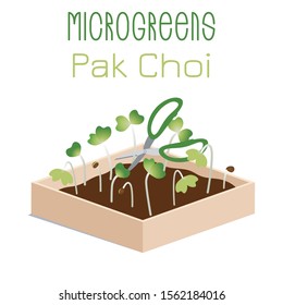 Microgreens Pak Choi. Sprouts in a bowl. Sprouting seeds of a plant. Vitamin supplement, vegan food.