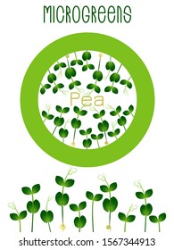 Microgreens Pea. Seed packaging design, round element in the center. Sprouting seeds of a plant