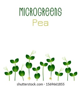 Microgreens Pea. Seed packaging design. Sprouting seeds of a plant