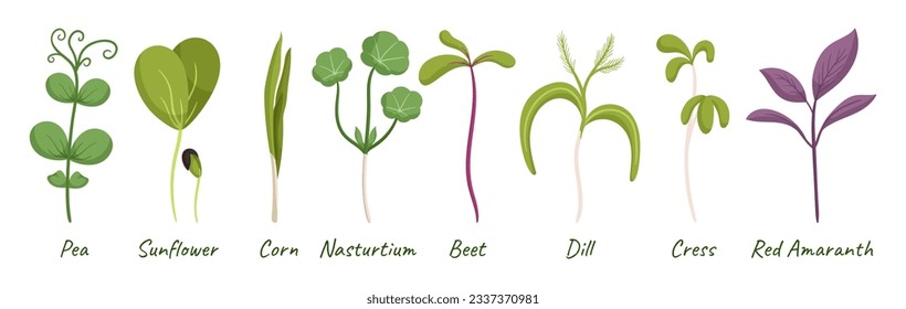 Microgreens Pea, Sunflower, Corn And Nasturtium. Beet, Dill, Cress And Red Amaranth Sprouts. Healthy Green Seedlings for Vegan Nutrition, Superfood Collection. Cartoon Vector Illustration