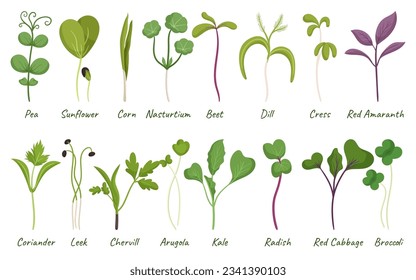 Microgreens Pea, Sunflower, Corn and Nasturtium. Beet, Dill, Cress and Red Amaranth. Coriander, Leek, Chervil and Arugula. Kale, Radish, Red Cabbage and Broccoli Sprouts. Cartoon Vector Illustration