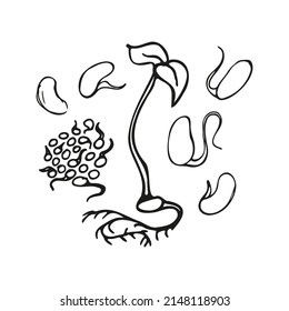 microgreens peas and bean doodle illustration. Vector hand drawn sketch art.