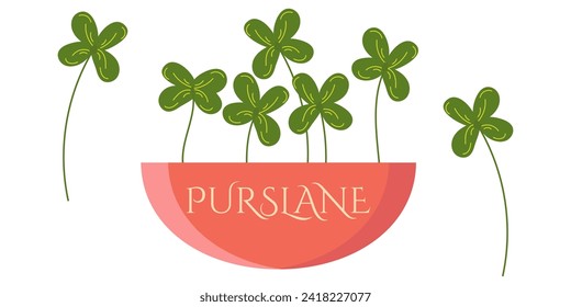 Microgreens Purslane in beautiful red pot with text Purslane. Useful eco-product. Flat design. Healthy green seedlings. Trendy vector illustration isolated on white background, hand drawn