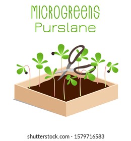 Microgreens Purslane. Sprouts in a bowl. Sprouting seeds of a plant. Vitamin supplement, vegan food.
