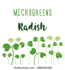 Microgreens Radish. Sprouts. Sprouting seeds of a plant. Seed packaging design. Vitamin supplement, vegan food.