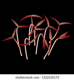 Microgreens Red Amaranth. Bunch of plants. Vitamin supplement, vegan food. Black background