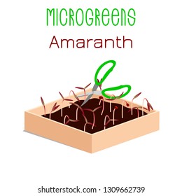Microgreens Red Amaranth. Grow microgreen in a box with soil. Cutting the harvest with scissors. Vitamin supplement, vegan food