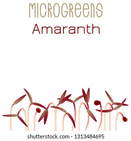 Microgreens Red Amaranth. Seed packaging design. Sprouting seeds of a plant. Vitamin supplement, vegan food