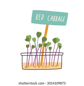 Microgreens of red cabbage growing in container with plant label. Micro greens seedlings in pot. Fresh herb sprouts. Organic shoots of microsprouts. Flat vector illustration isolated on white