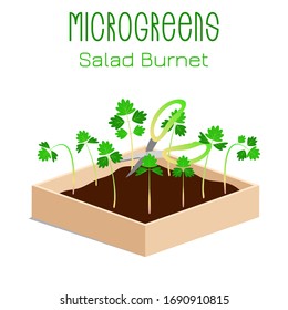 Microgreens Salad Burnet, Sanguisorba minor. Sprouts in a bowl. Sprouting seeds of a plant