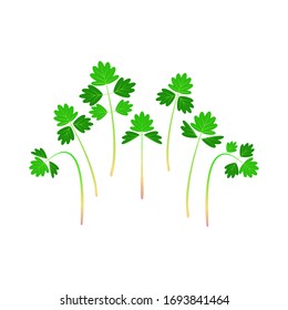 Microgreens Salad Burnet, Sanguisorba minor. Bunch of plants. White background