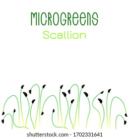Microgreens Scallions. Diseño de empaque de semillas. Semillas de brote de una planta