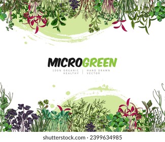 Microgreens seamless border. Vector color hand drawn natural watercress, clover, peas, coriander mung others salad herbs. Organic raw sprouts with leaves, healthy food on green watercolor stain