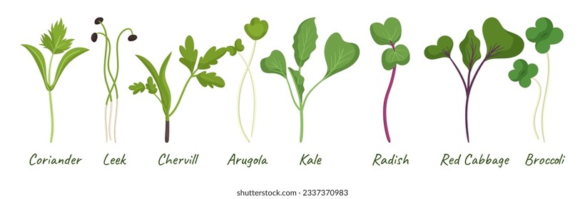 Microgreens Seedlings Collection. Coriander, Leek, Chervil, Arugula or Kale, Radish, Red Cabbage or Broccoli Sprouts Isolated on White Background. Healthy Ingredients Set. Cartoon Vector Illustration