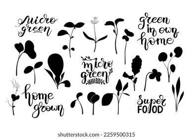 Microgreens seeds lettering. Set Vector doodle illustration. Calligraphy text objects