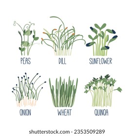 Los Microvegetales Son Marinos Aislados, Dill, Onion, Trigo O Quinua Y Girasol, Cebollos. Semillas verdes saludables