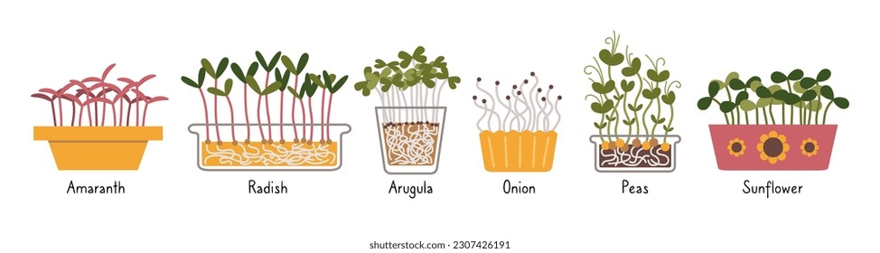 Microvegetales con nombres firmados, Healthy Food Sprouts, estilo de dibujos animados. Ilustración vectorial moderna de moda aislada en fondo blanco, dibujado a mano, diseño plano.