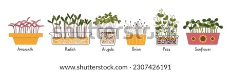 Microgreens set with signed names, Healthy Food Sprouts, cartoon style. Trendy modern vector illustration isolated on white background, hand drawn, flat design.