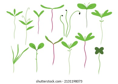 El conjunto de los microverdes. Conjunto de pequeños brotes verdes. Macroveros, rábano, cebolla, arugula. girasol, remolacha y otros. Ilustración vectorial aislada en fondo blanco.