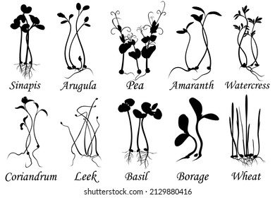 Microvegetales, conjunto de siluetas vectoriales.
