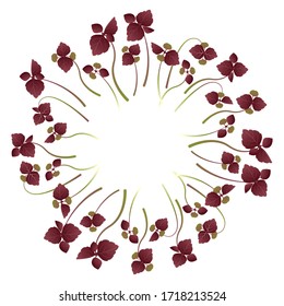 Microgreens Shiso, Perilla. Arranged in a circle. White background