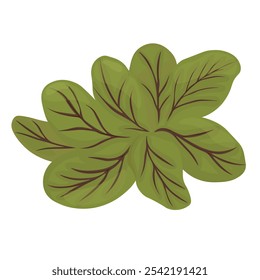 Microgreens. Sorrel, bloody mary. Vector stock illustration. Isolated on white background. Bunches of fresh raw herbs. 