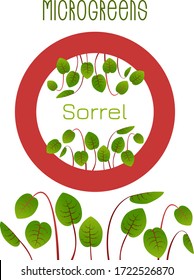 Microgreens Sorrel. Seed packaging design, round element in the center. Sprouting seeds of a plant