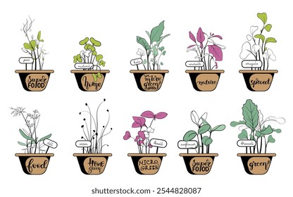 Microgreens sprouts planted in small pots. The pots are decorated with calligraphy. Set of different hand drawn sprouted grains 