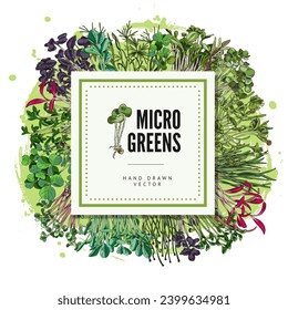 Microgreens square label vector design. Hand drawn natural watercress, clover, peas, coriander mung and others salad herbs. Vitamins raw sprouts with leaves, organic healthy food