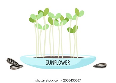 Microgreens sunflower in home pot for plants. Sprouting. Fresh organic sprouted seeds of sunflower on white background. Healthy nutrition concept. Growing superfood at home cartoon flat vector.