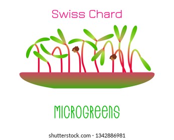 Microgreens Swiss Chard. Sprouts in a bowl. Sprouting seeds of a plant. Vitamin supplement, vegan food
