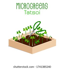 Microgreens Tatsoi. Sprouts in a bowl. Sprouting seeds of a plant. Vitamin supplement, vegan food.